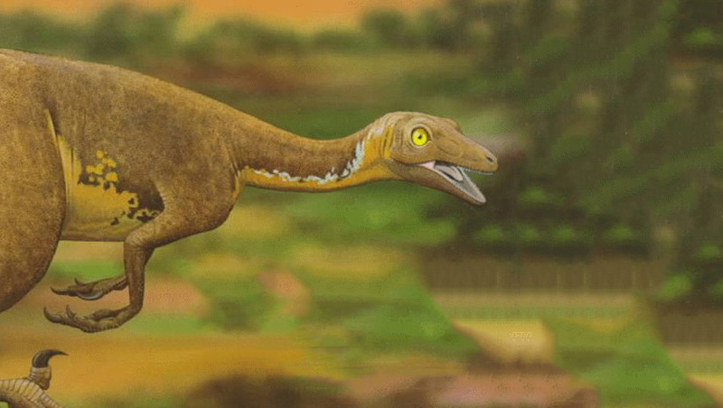 a troodon